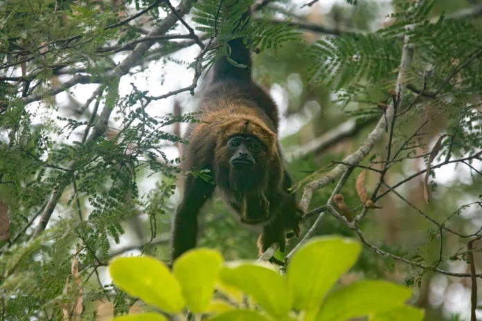 macacos bugios