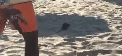 Rato na Praia do Leblon