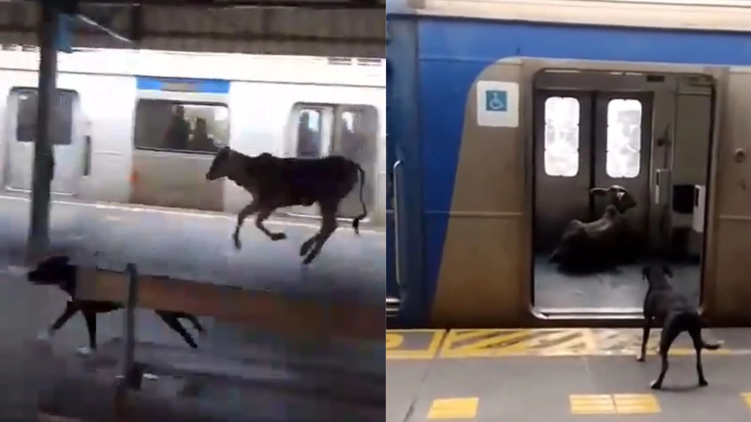 Bezerro invade estação de trem em Japeri