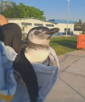 Pinguim ferido