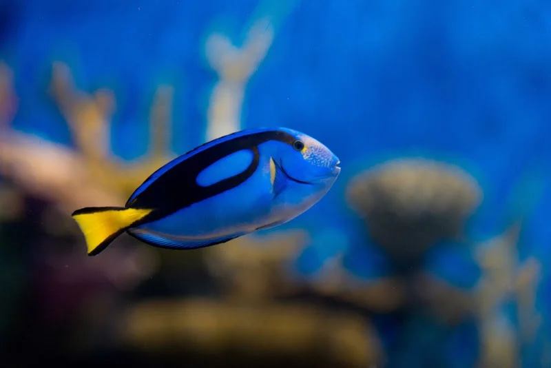 AquaRio