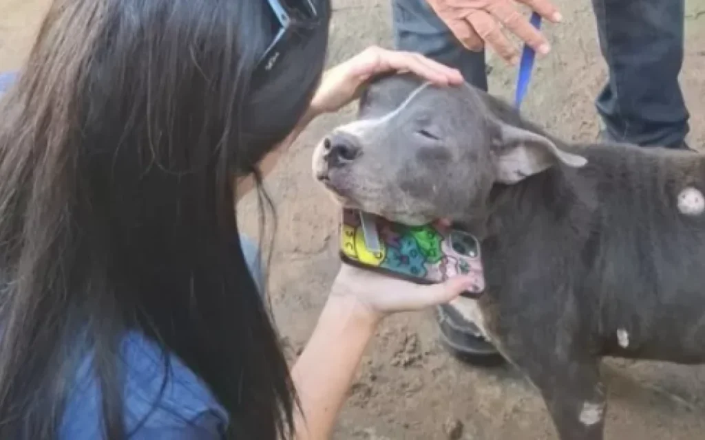 Cão Resgatado em Cabo Frio