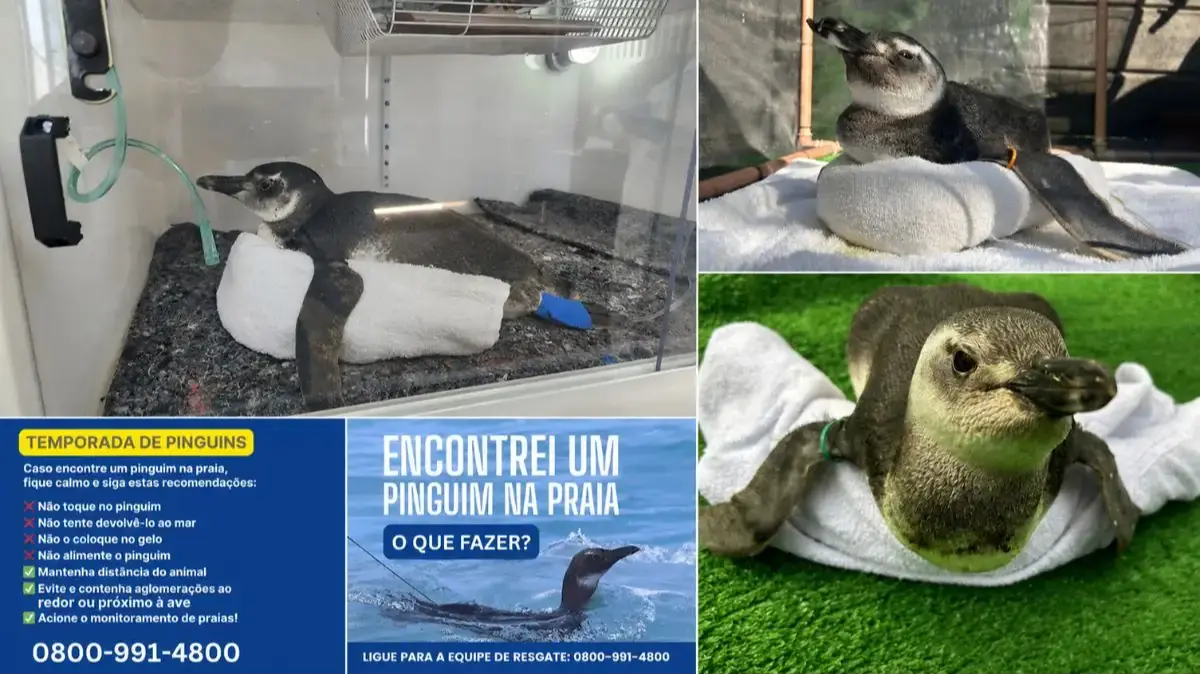 Pinguins-de-Magalhães