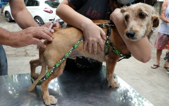 Vacinação de Cachorro
