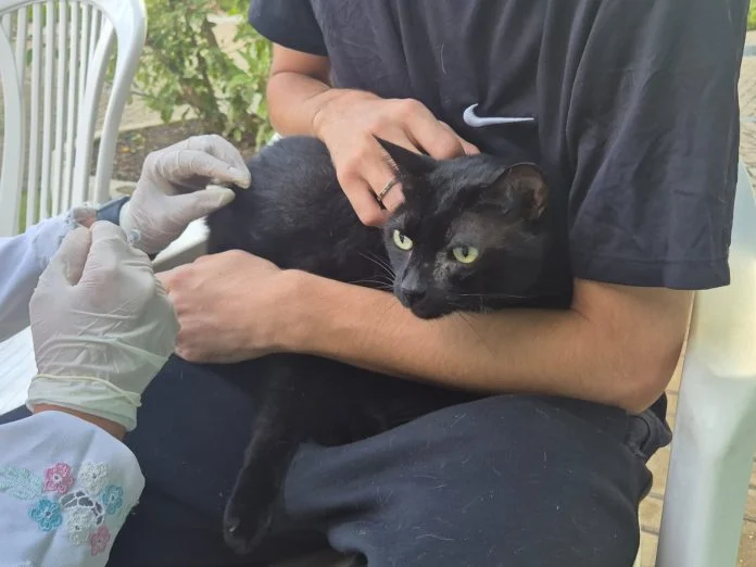 Gato Preto