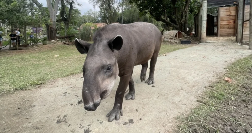 Anta no Bioparque do Rio