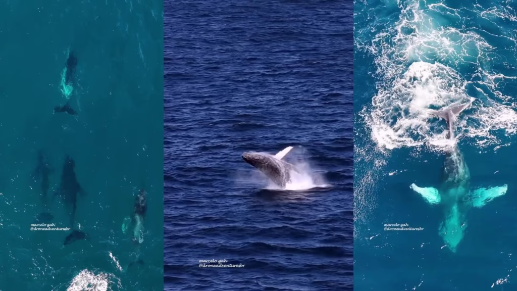 Drone Flagra Baleia Jubarte