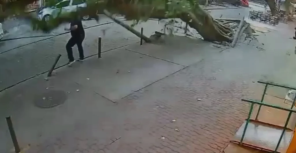 Queda de árvore na Tijuca