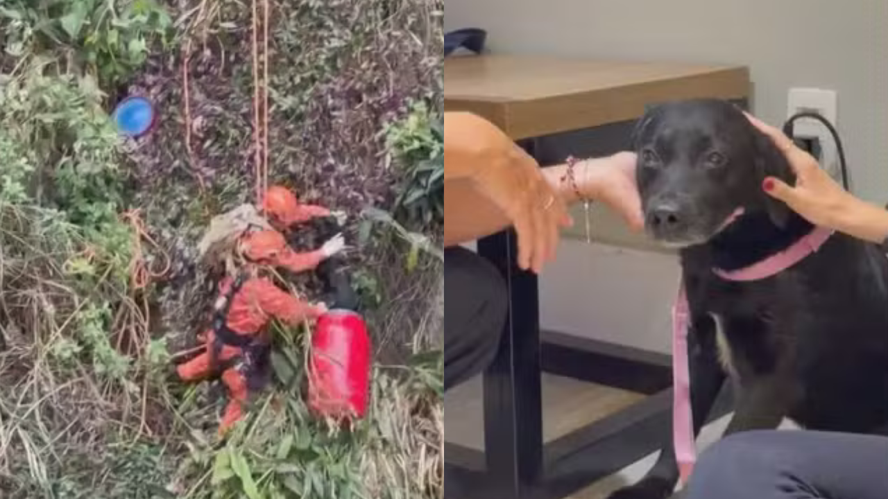 Cão resgatado na Ladeira dos Tabajaras