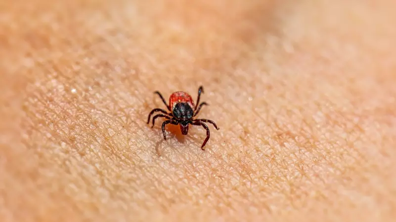 Febre Maculosa