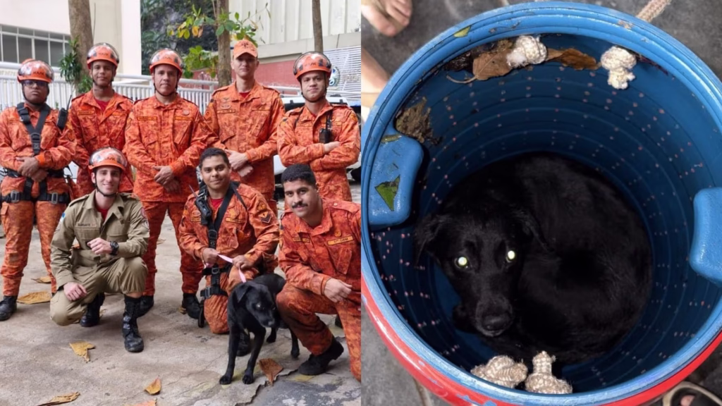 Cãozinho "Rapel"
