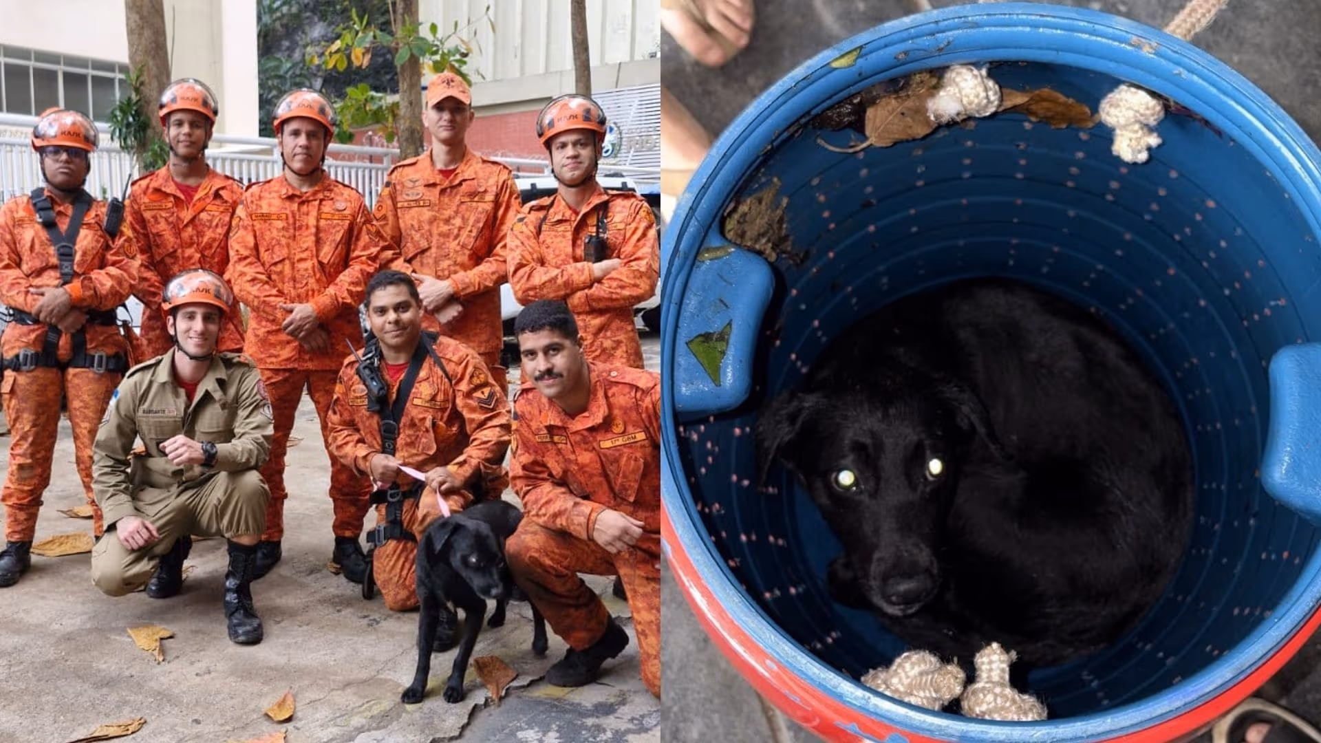 Cãozinho "Rapel"