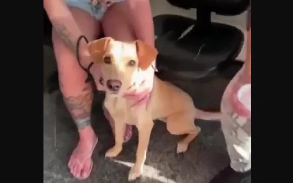 Cão Acorrentado em Araruama
