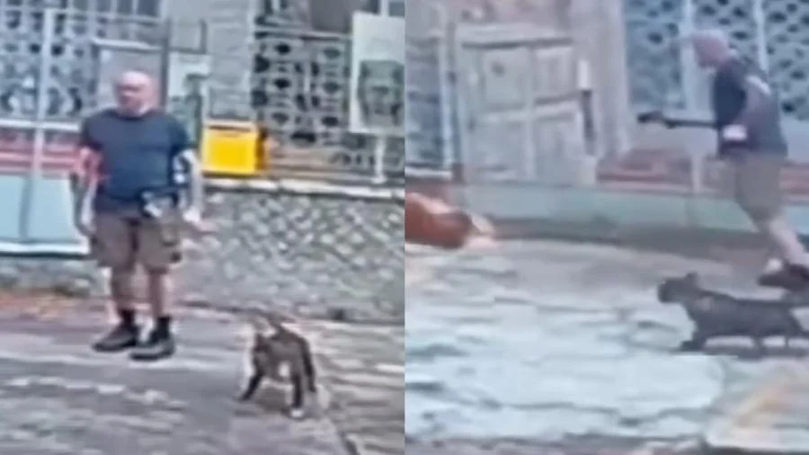 Cachorro de rua é cruelmente abatido a tiros por homem
