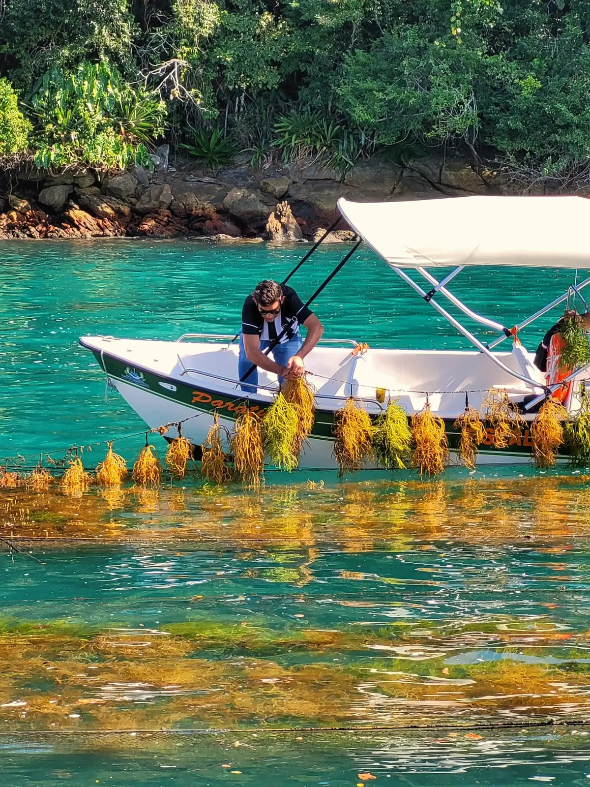 Algas cultivadas no litoral do Rio