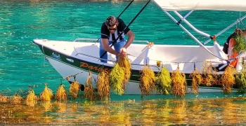 Algas cultivadas no litoral do Rio