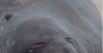 elefante-marinho-aparece-praia-sao-conrado-rio-fonte0 elefante-marinho-aparece-praia-sao-conrado-rio-fonte0