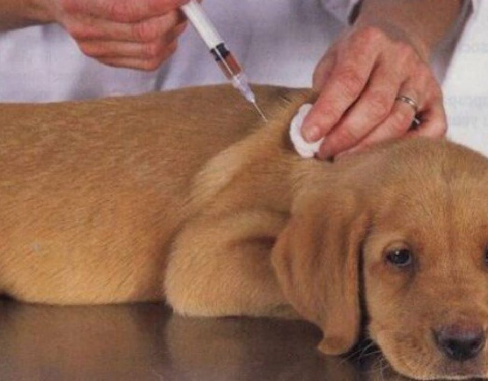 cachorro vacina raiva